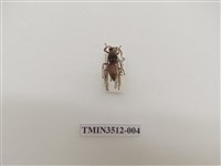 藏品(雙斑馬蜂)的圖片